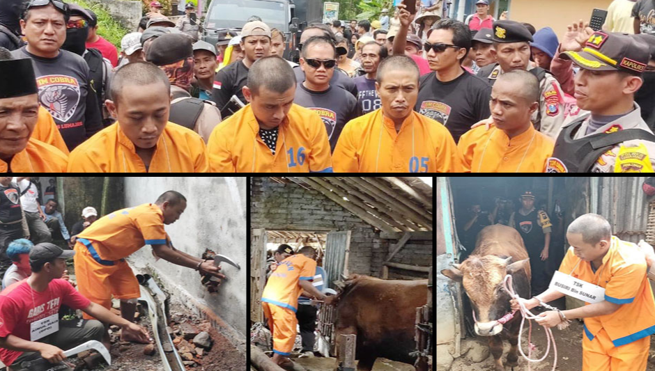 Jebol Tembok Gunakan Celurit, Aksi Pencuri Sapi Rapi dan Terorganisir