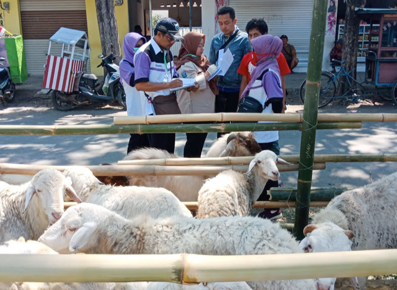 DPKH Sidak Hewan Kurban, Temukan Kambing Sakit Mata dan Kaki Bengkok