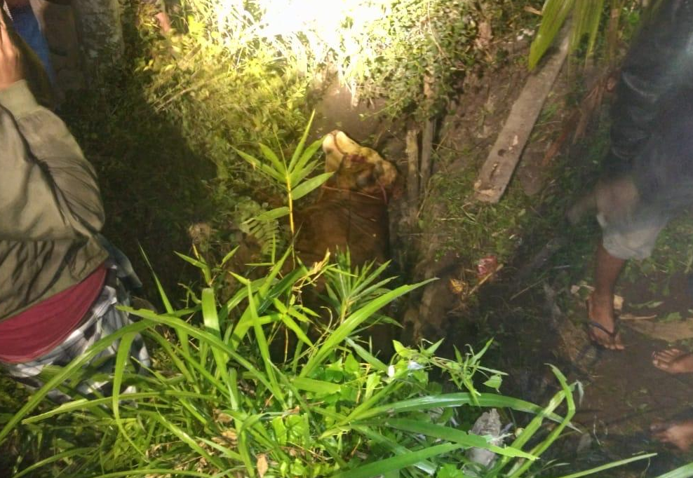 Hampir Raib di Gondol Maling, Satu Sapi ditemukan Terperosok Lubang Bekas Galian