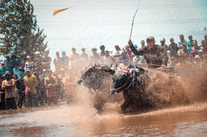 Juara Bertahan Sapi Brujul Asal Triwung Lor dan Triwung Kidul Kembali Bertarung