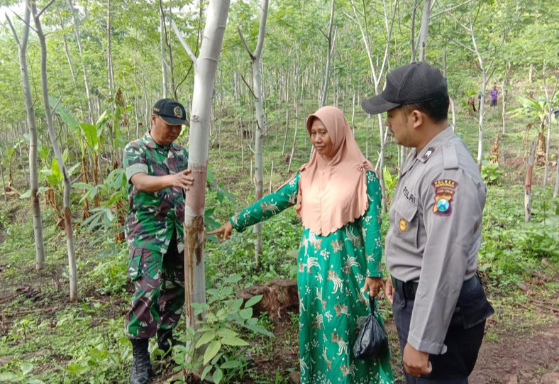 Kebun Sengon Warga Kuripan Dibabat, Puluhan Juta Melayang