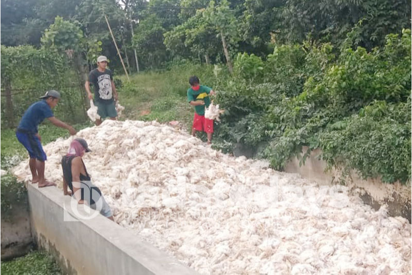 Ribuan Ayam di Jember Mati Mendadak, Pemilik Rugi Ratusan Juta Rupiah