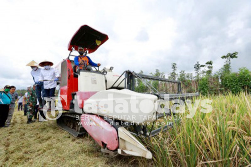 Panen 55,97 Ton, Bulan ini Banyuwangi Surplus Padi