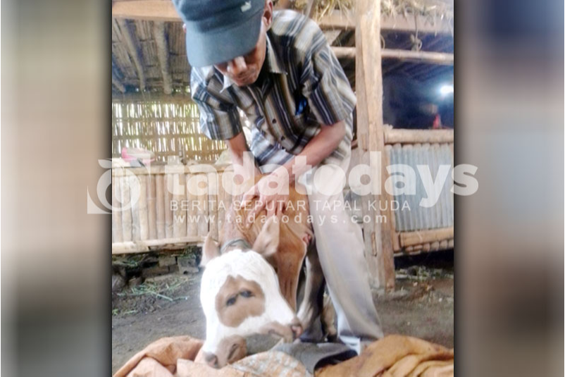 Unik, Anak Sapi Berkepala Dempet Lahir di Leces Probolinggo