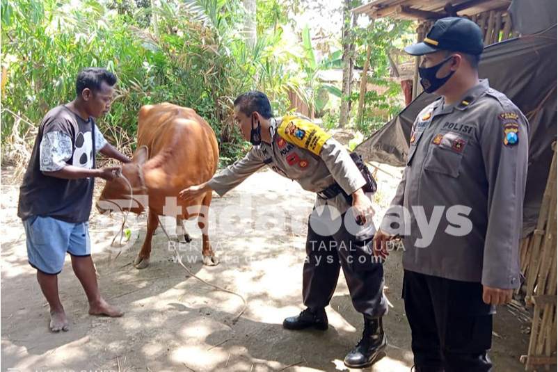 Curi Sapi Limousin Milik Tetangga, Warga Jember Terancam 7 Tahun Penjara