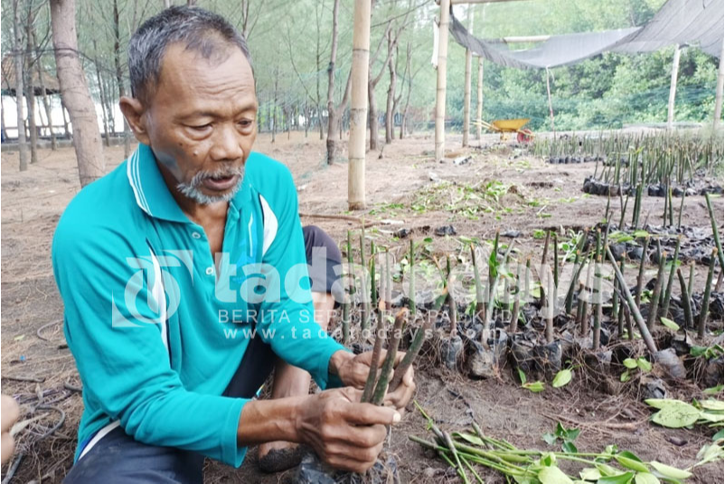 Lima Ribu Bibit Mangrove di Pantai Duta Ditemukan Rusak