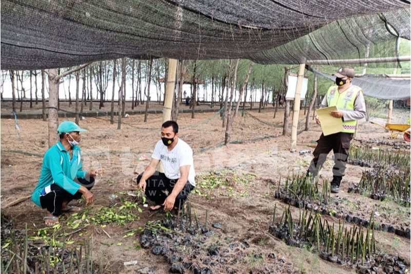 Polsek Paiton Selidiki Perusak Bibit Mangrove di Pantai Duta