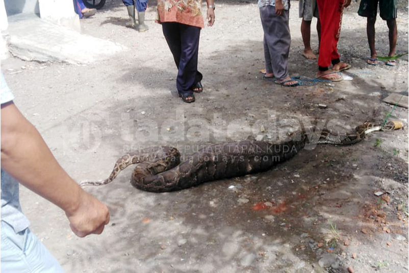 Ular Piton Sepanjang 4 Meter Mangsa Anjing