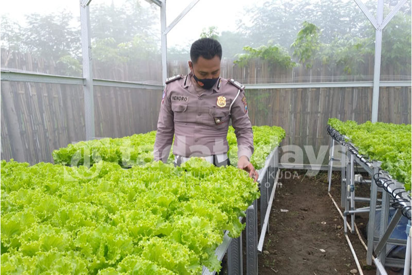 Anggota Polresta Banyuwangi Ini juga Giat Bertani