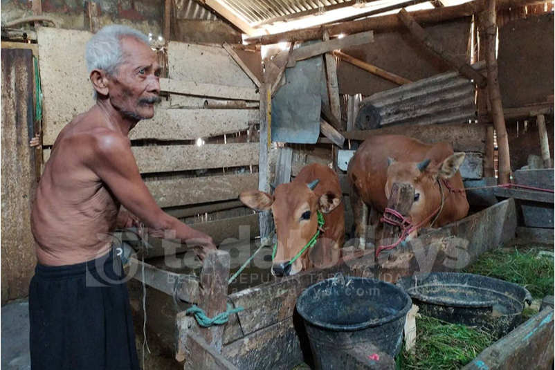 Sapi Warga Triwung Kidul Digondol Maling, Pemilik Merugi Rp 16 Juta