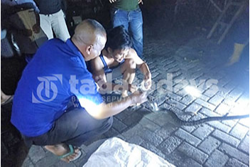 Petugas Damkar Tangkap Ular Kobra dan 3 Ekor Anakannya