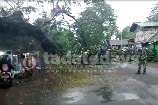 Hujan dan Angin Kencang Tumbangkan Pohon Besar di Kraton