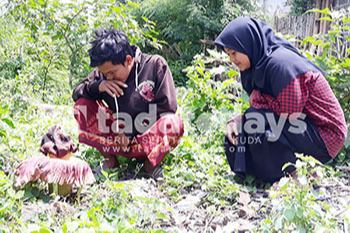 Bunga Bangkai Merekah di Desa Kerpangan, Leces