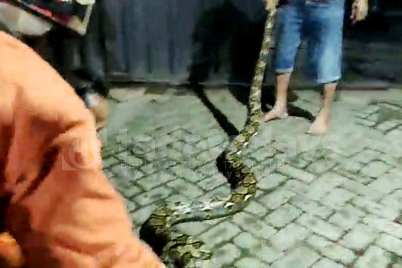 Ular Sanca Kembang 6 Meter Nangkring di Atas Lemari