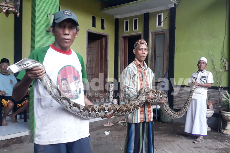 Ular Sanca Kembang 4,5 Meter Gegerkan Warga Kedopok