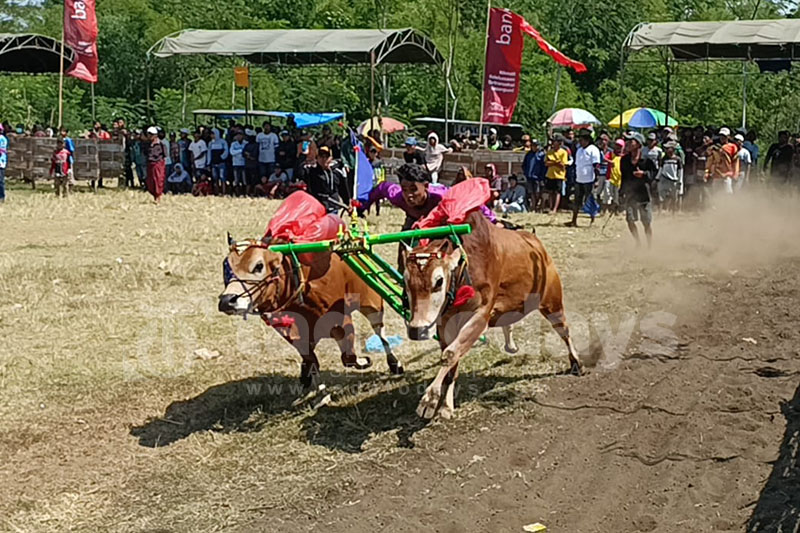 Lomba Kerapan Sapi di Tempuran Sengit, Lumajang, Jember, dan Madura Ikut Serta