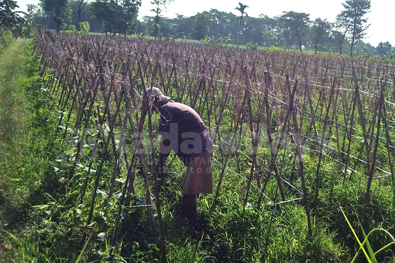 Petani Timun Gagal Panen karena Hama dan Cuaca