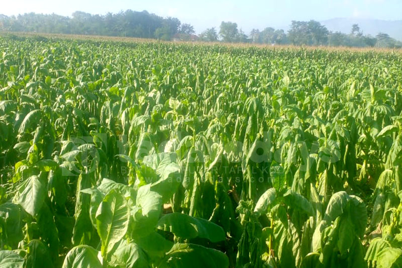 Petani Tembakau Merugi, Bupati Jember Janjikan Bantuan Pupuk