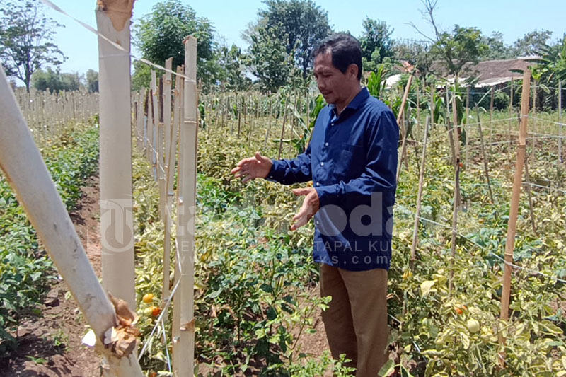 Harga Jual Tomat Tidak Menguntungkan, Petani Kota Probolinggo Resah