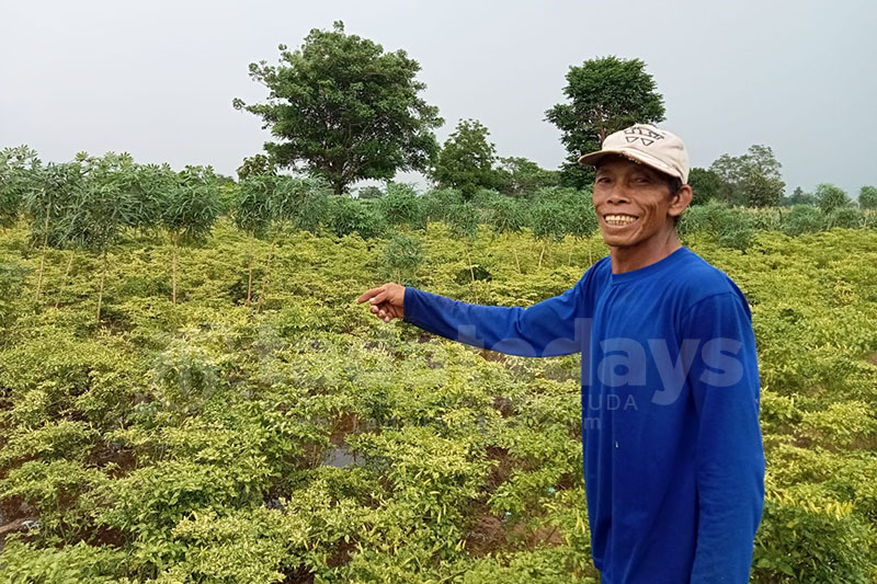 Petani Tangkap Pelaku Pencurian Cabai Rawit di Kareng Lor