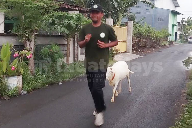 Domba Spesial Milik Aminuddin, Suka Diajak Jogging