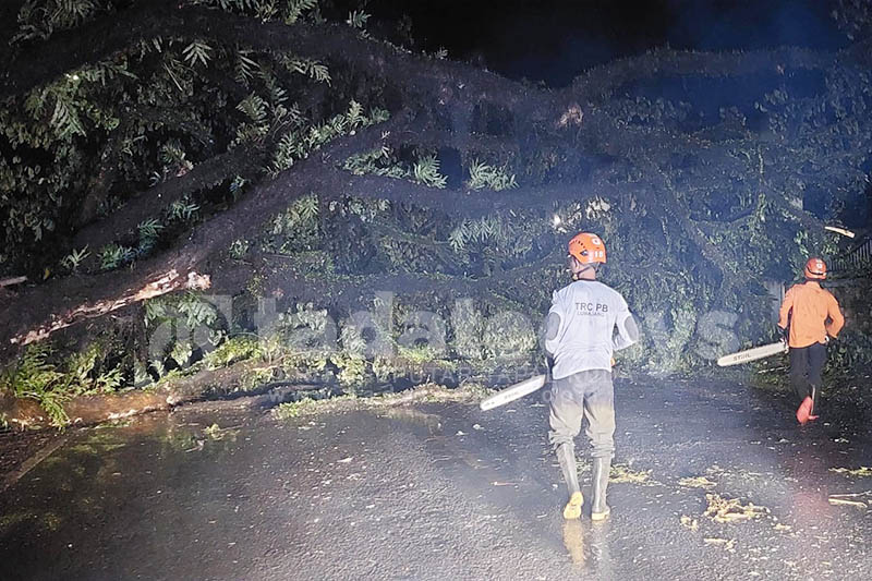 Cuaca Ekstrem, Pohon Tumbang, BPBD Lumajang Imbau Masyarakat Waspada