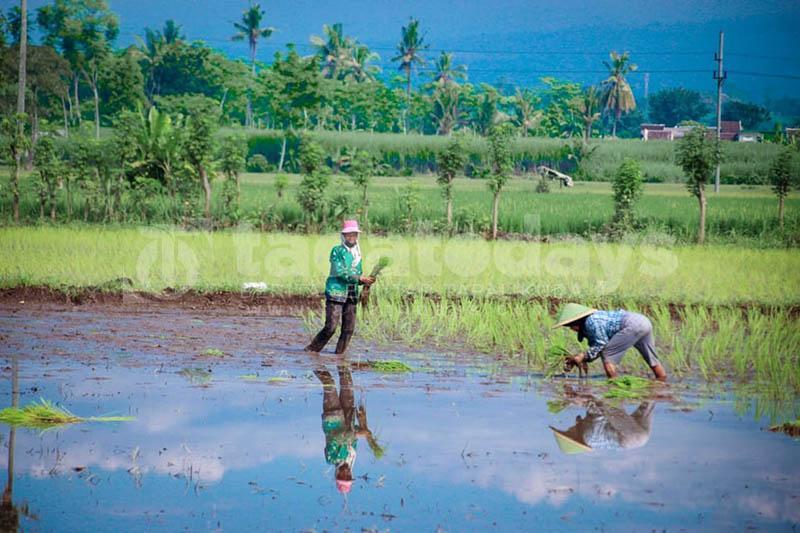 Pertanian Terdampak Banjir Lahar, tetapi Stok Pangan di Lumajang Aman