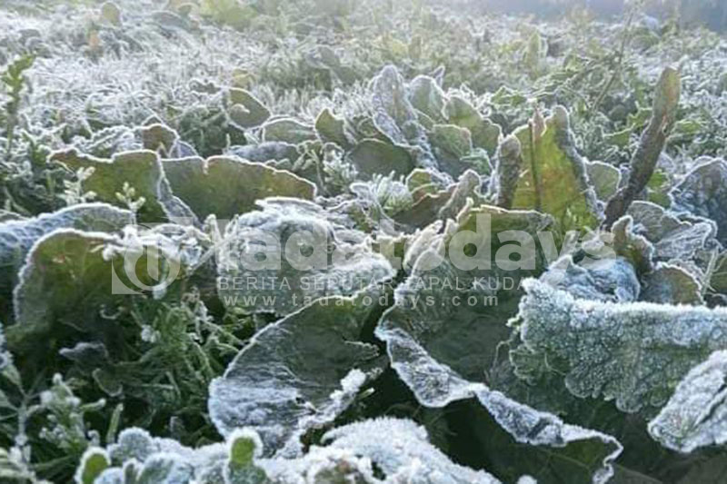 Embun Upas Ranupani Dinilai Berdampak Buruk bagi Tanaman