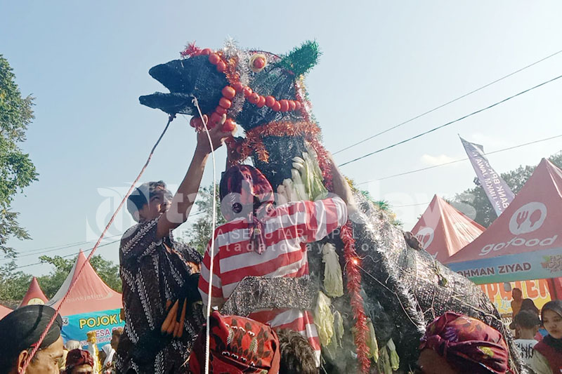 Festival Wisata Desa Lumajang, Warga Berebut Hasil Bumi Gratis