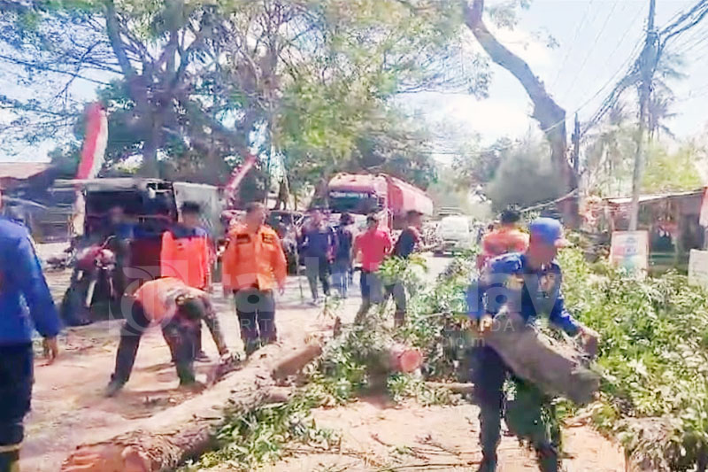 Pohon Tumbang di Banyuwangi, Menimpa Seorang Pemotor