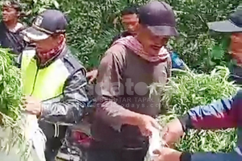 Temukan Ladang Ganja di Lereng Gunung Semeru, 2 Orang Diperiksa Polres Lumajang