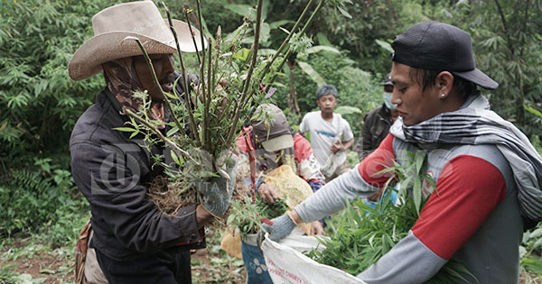 1.680 Tanaman Ganja Kembali Ditemukan di Kawasan TNBTS Lumajang