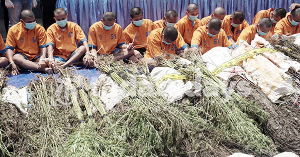 Polres Lumajang Masih Memburu Otak Sindikat Penanam Ganja di Lereng Semeru