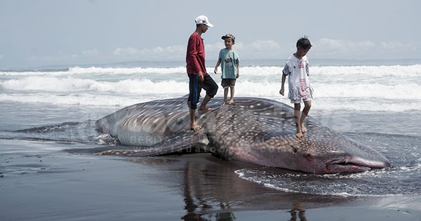 Seekor Hiu Paus Raksasa Terdampar di Pantai Lumajang