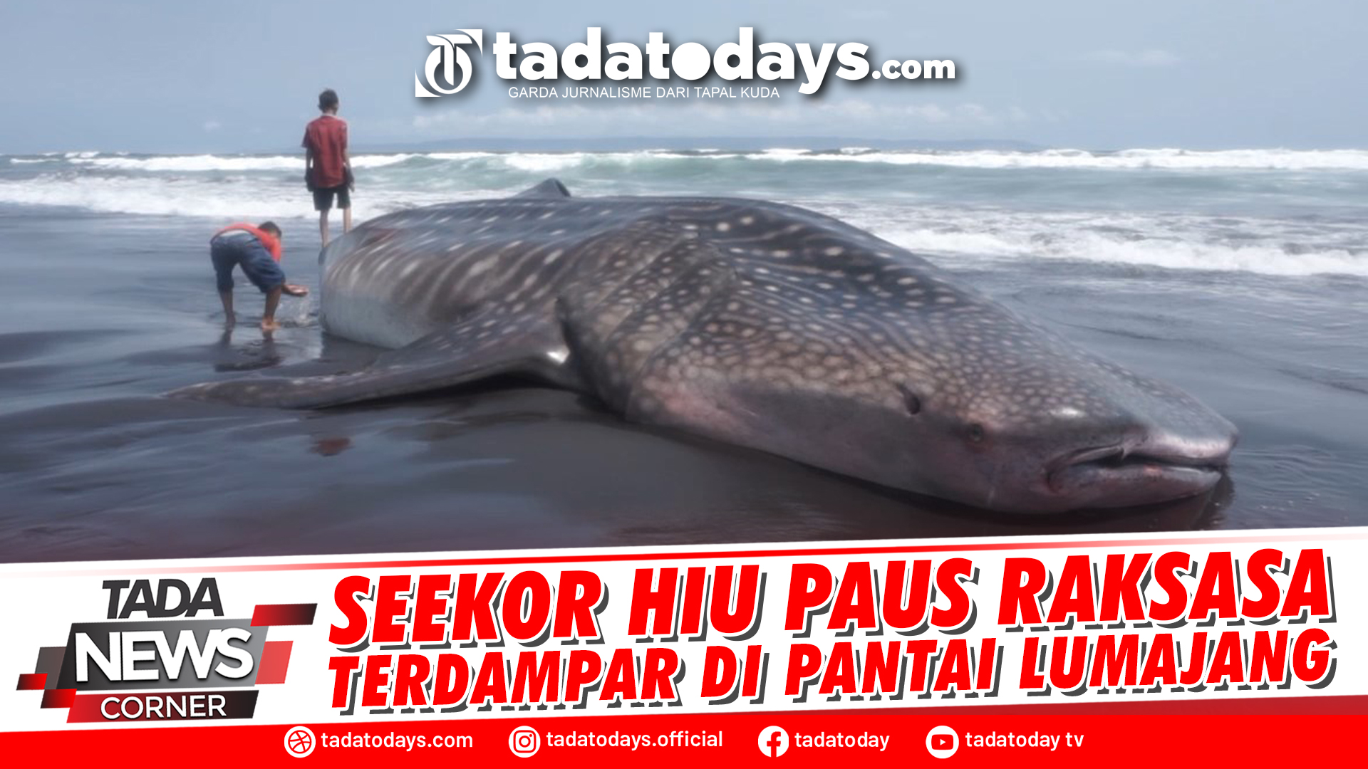 SEEKOR HIU PAUS RAKSASA TERDAMPAR DI PANTAI WOTGALIH LUMAJANG