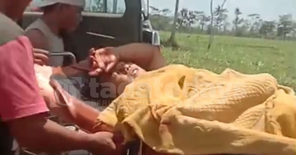 Pembacokan di Kebun Tebu Lumajang, Korban Akhirnya Tewas