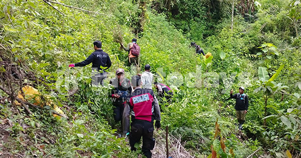 Pembersihan Ladang Ganja Selesai, Polisi Kembali Temukan Ribuan Pohon