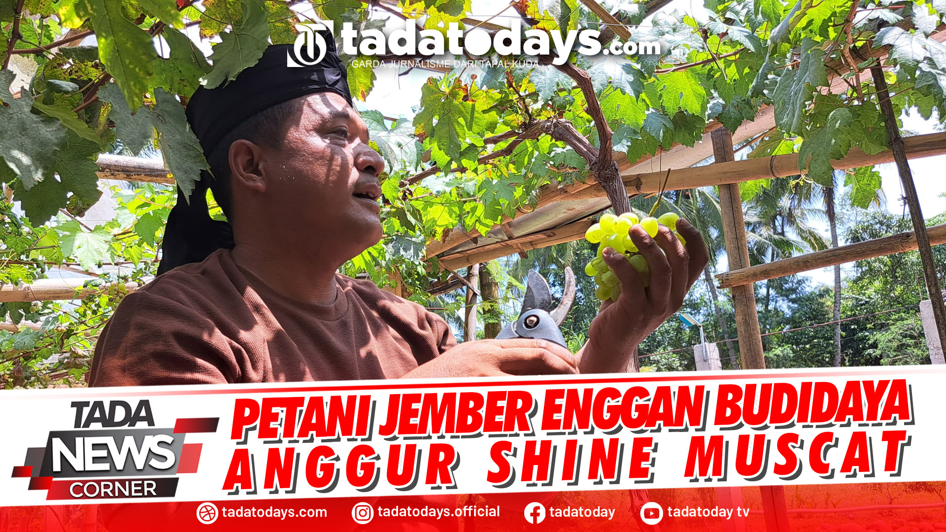 PETANI JEMBER ENGGAN BUDIDAYA ANGGUR SHINE MUSCAT