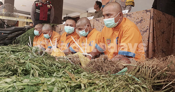 Polres Lumajang Tunjukkan 2 Tersangka Penanam Ganja, 1 Pelaku Masih Buron