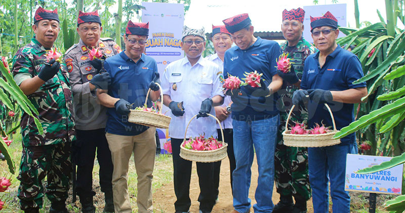 Gandeng Pupuk Kaltim, Pemkab Banyuwangi Dongkrak Produksi Buah Naga