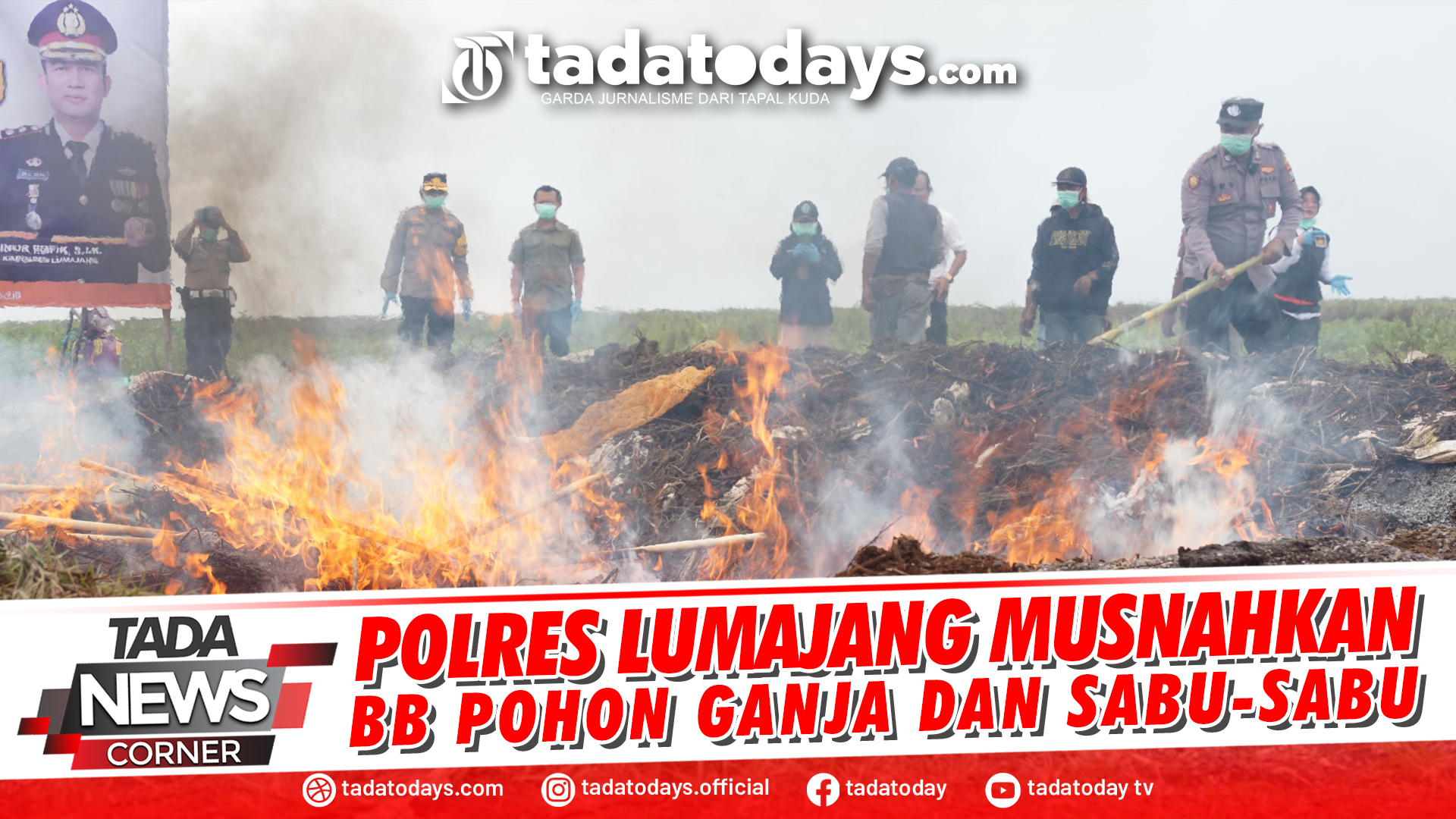 POLRES LUMAJANG MUSNAHKAN BB POHON GANJA DAN SABU-SABU