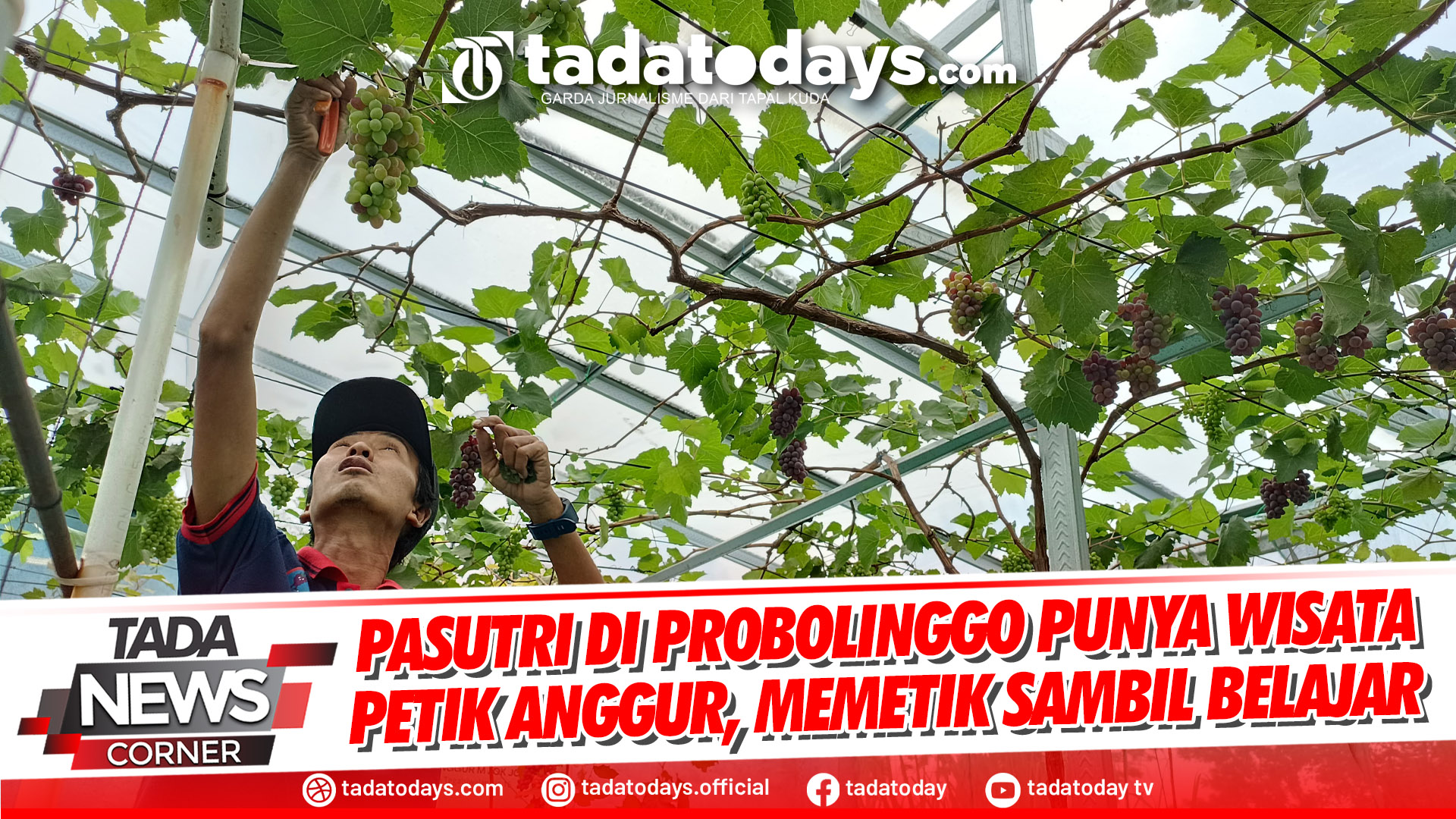 PASUTRI DI PROBOLINGGO PUNYA WISATA PETIK ANGGUR, PETIK SAMBIL BELAJAR