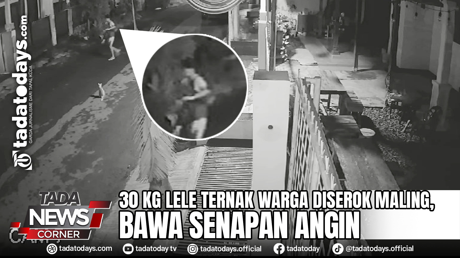 30 KG LELE TERNAK WARGA DISEROK MALING, BAWA SENAPAN ANGIN