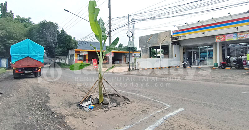 Resah Jalan Berlubang, Warga Tanam Pohon Pisang di Jalan Brantas Kota Probolinggo