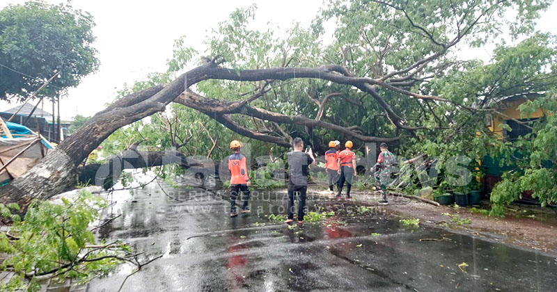 Angin Kencang di Banyuwangi Tumbangkan 52 Pohon, 53 Rumah Terdampak