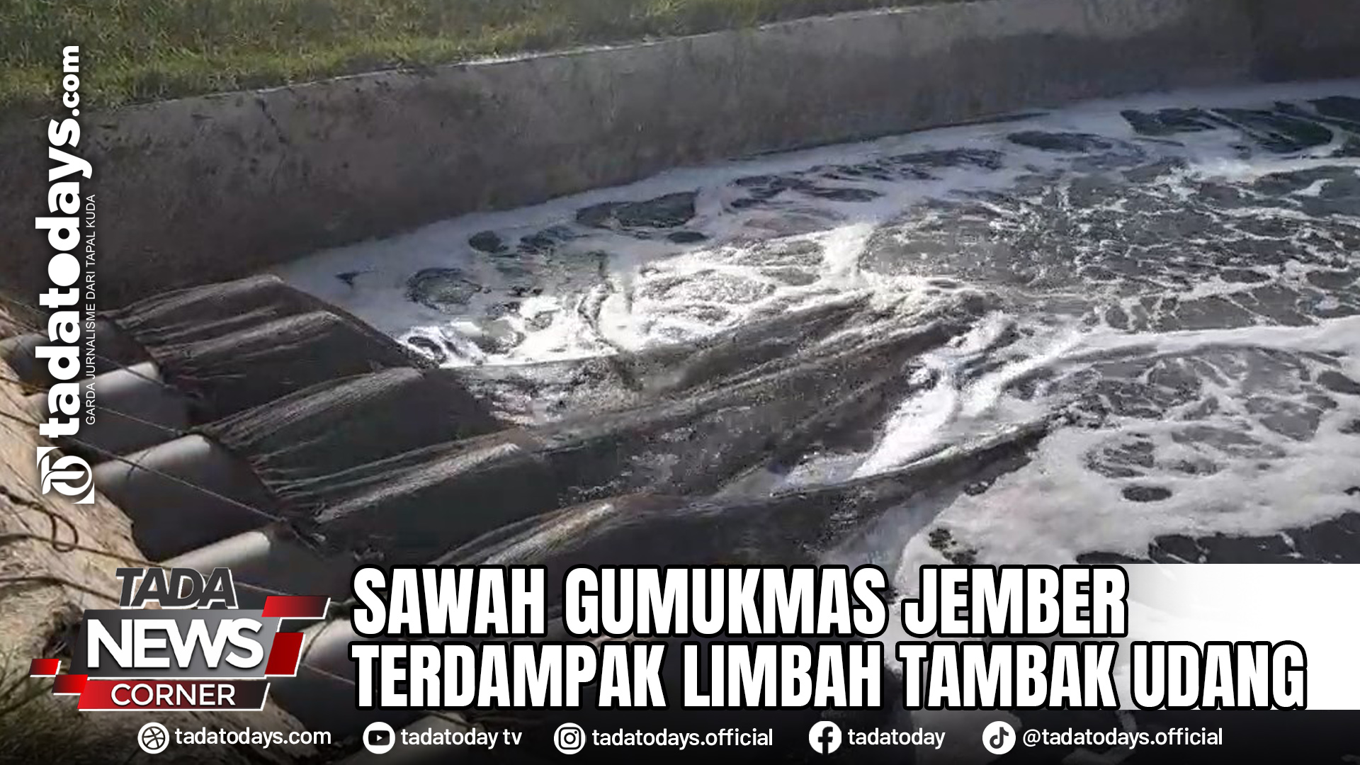 SAWAH GUMUKMAS JEMBER TERDAMPAK LIMBAH TAMBAK UDANG