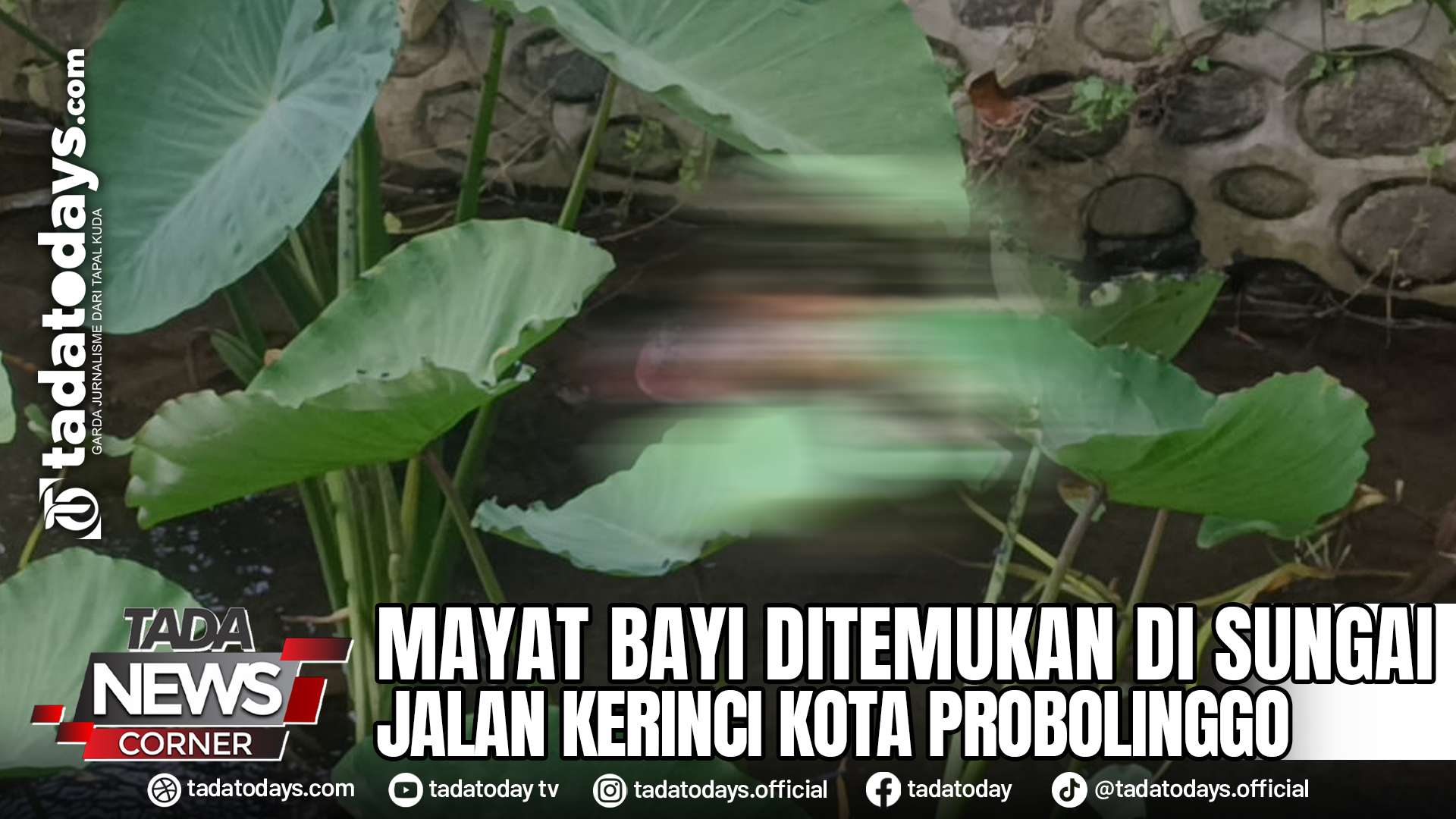 MAYAT BAYI DITEMUKAN DI SUNGAI JALAN KERINCI KOTA PROBOLINGGO