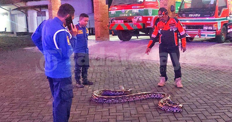 Ular Piton 4,5 Meter Bikin Heboh Warga, Ditangkap Damkar Kota Probolinggo