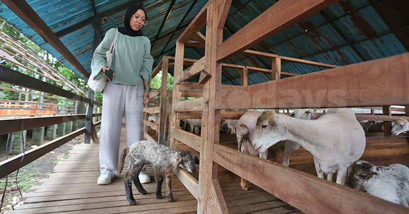 Peternakan “Harjo Lestari” Jember: Beternak Tidak Harus Kotor, Juga Bisa Keren