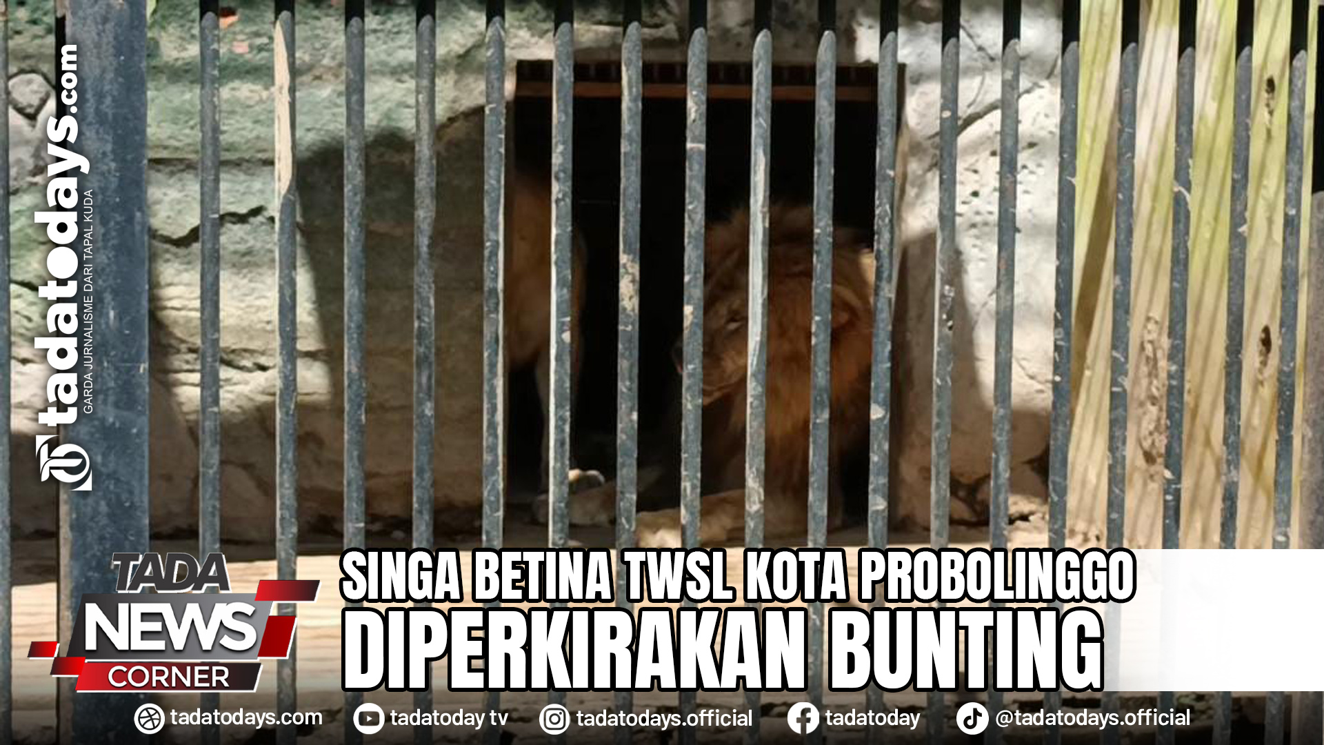 SINGA BETINA TWSL KOTA PROBOLINGGO DIPERKIRAKAN BUNTING